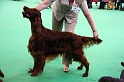 Crufts2011 614